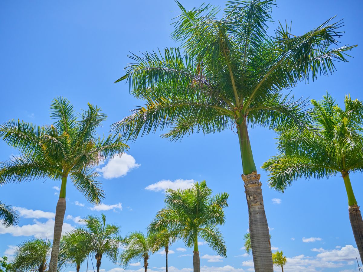 Palmeiras do Flat Jardim Resort